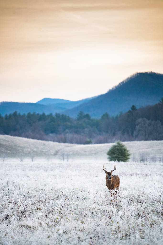 大的白尾鹿在日出前站在霜冻覆盖的田野里在烟雾弥漫的山奈顿公园里
