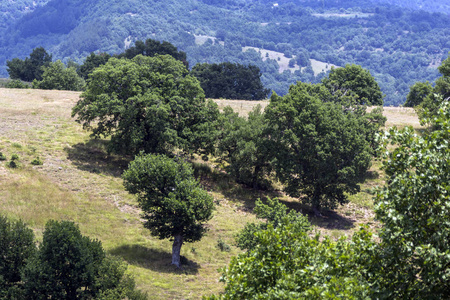 保加利亚奥格拉日登山布拉戈耶夫格勒地区夏季景观