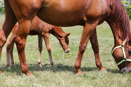 纯种母马和她那几个星期大的母马在夏花牧场上飞驰，田园诗般的画面