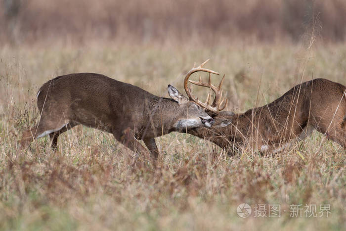 两只白尾鹿在烟雾弥漫的山区国家公园的一片开阔的草地上打架