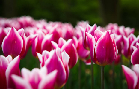 美丽的五颜六色的粉红色和白色郁金香花在春天的花园里盛开。 春天用郁金香装饰壁纸。 大自然的美丽海报。 充满活力的自然色彩