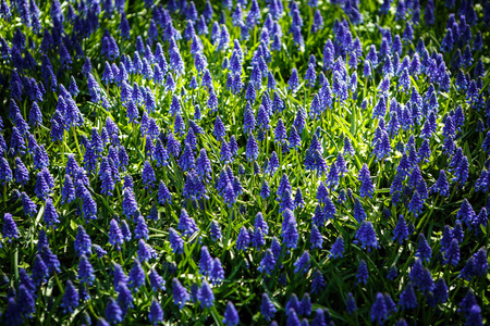 装饰壁纸,紫罗兰,麝香,疏花,春天开花. 大自然的美丽海报.