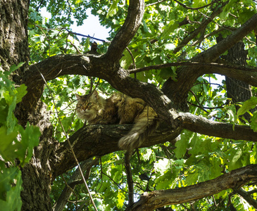 可爱的毛茸茸的猫，坐在绿树上，带着树叶，在阳光明媚的夏日春日休息