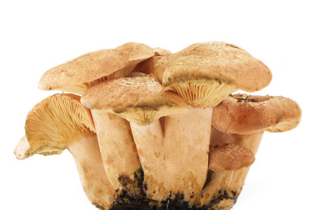 白色背景下分离的成熟生蘑菇