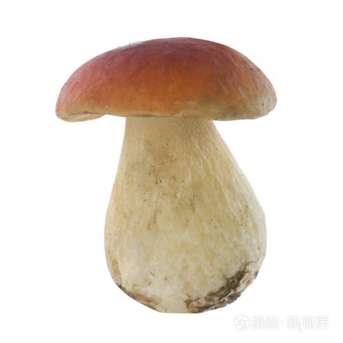 白色背景上分离的单个蘑菇