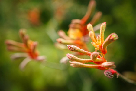 在自然的绿色背景下，在温室里生长着奇异的橙色花朵。美丽的热带植物在植物园的阳光下生长