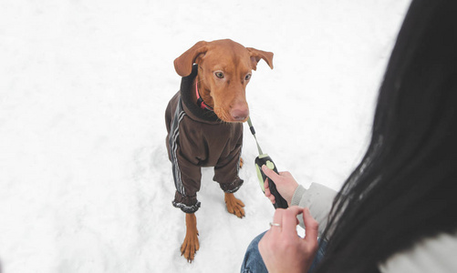 美丽的棕色狗品种的马贾尔维兹拉在衣服和皮带和一个女人的手在雪的背景下玩宠物。 女人在雪地里和一只狗玩得很近。 共用空间