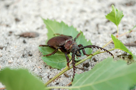 朊病毒科里乌斯。 巴贝尔在其自然栖息地的一种大甲虫。 乌克兰的动物群。 浅层景深特写。