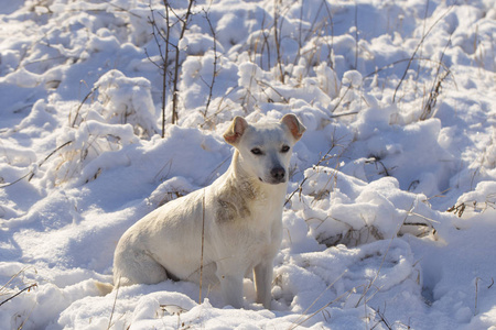 雪地里的白色狗。 阿尔法雌性主宰着冬季森林。 捕食者控制着它的领土。 绕过占有。 捕食者在寒冷季节寻找食物时的习惯。