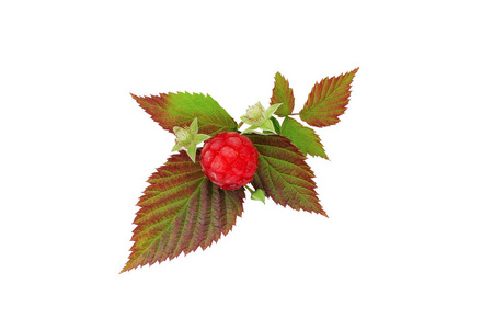 新鲜的红色浆果，绿叶背景分离在白色背景上。 健康的食物。