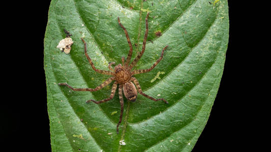 美丽的蜘蛛沙巴婆罗洲蜘蛛婆罗洲猎人蜘蛛绿叶上
