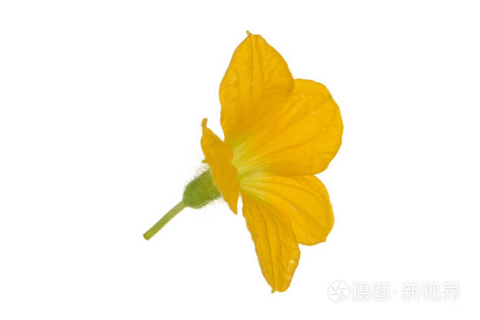 白色背景下分离的西瓜花