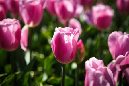 盛开充满活力美丽的郁金香花在春天的花园里盛开.