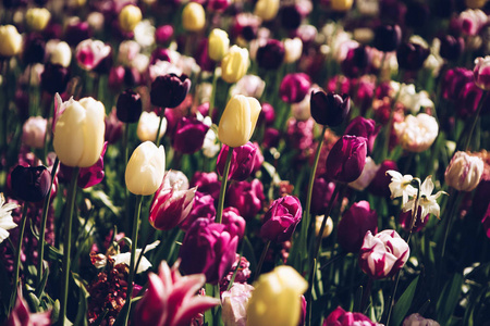 美丽的郁金香花在春天的花园里盛开。春天用郁金香装饰壁纸。 大自然的美丽海报。 充满活力的自然色彩
