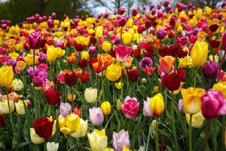 充满活力的春天图片