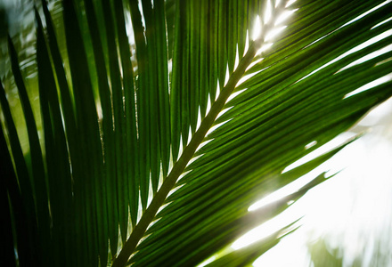 热带棕榈树生长在植物园的温室里。阳光明媚的温室里生长着外来的绿色植物