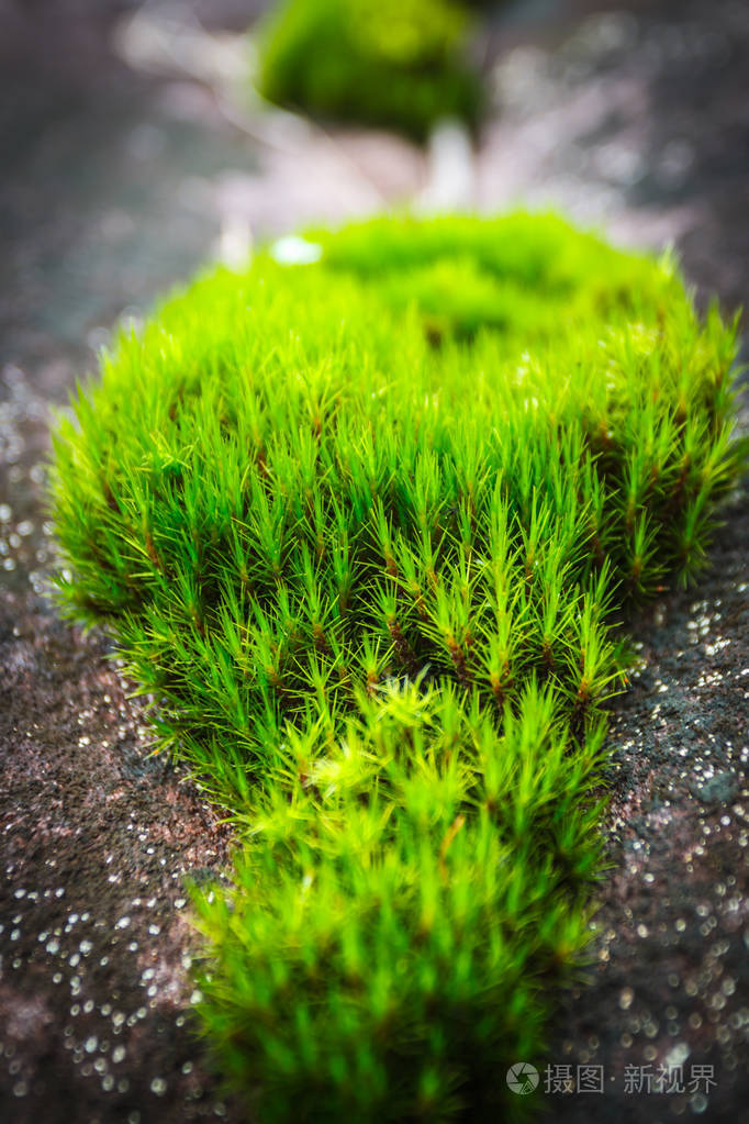 苔藓植物生长在岩石上生长在美丽的
