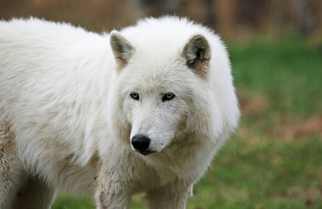 加拿大的狗白色狼狗肖像yamnuska狼狗避难所cochranealberta加拿大