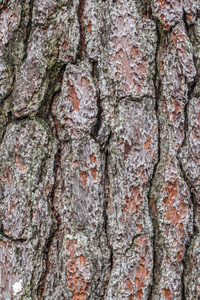 美丽的天然松树树皮种类