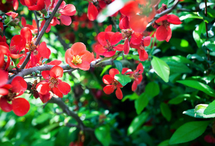 明亮的开花日本昆士或秋葵。 树枝上覆盖着许多红色的花，在模糊的绿色背景上，叶子长着叶子。 设计春季贺卡邀请博客社交网络和DE