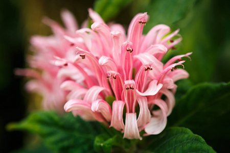 植物温室中盛开着美丽的粉红色的花，在植物温室中栽培。