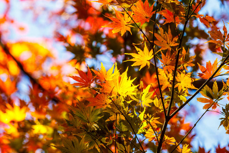 秋天公园里五颜六色的树叶，美丽的红色枫叶。