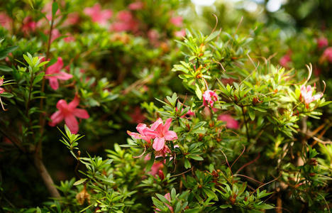在温室的绿色背景上美丽的异国情调的粉红色花朵。在明亮的阳光下在温室里栽培的热带植物。