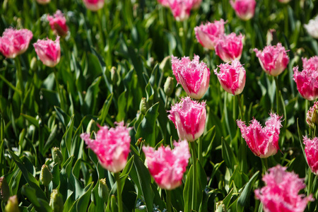 美丽的郁金香花在春天的花园里盛开。 春天用郁金香装饰壁纸。 大自然的美丽海报。 充满活力的自然色彩
