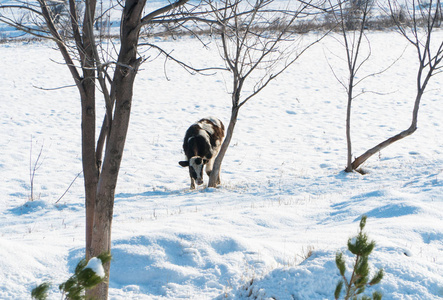 阳光明媚的一天，一头母牛在雪地上