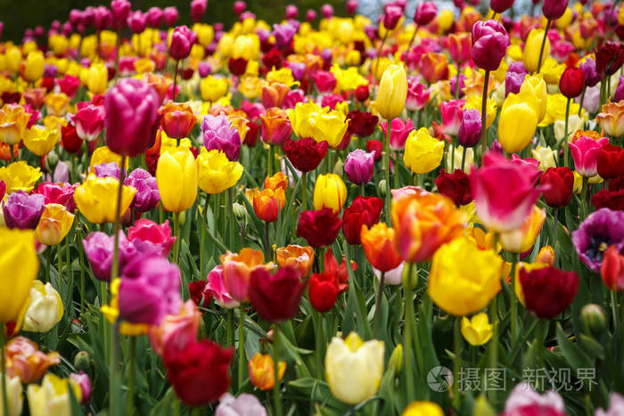 美丽的五颜六色的不同郁金香花在春天的花园里盛开.