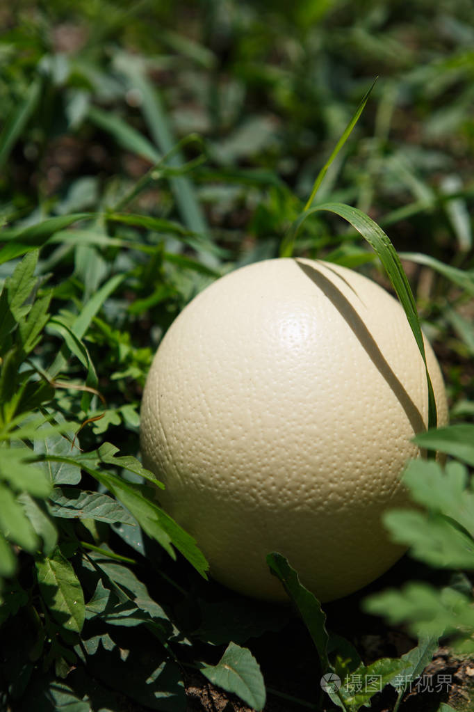 户外绿草中巨大的非洲鸵鸟蛋性感的鸟蛋做饭蛋壳关闭