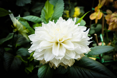 花园里美丽的五颜六色的花