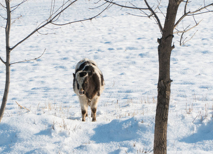 阳光明媚的一天，一头母牛在雪地上