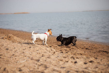 两只小狗在海滩上玩耍。 小杰克罗素猎犬和黑色法国牛头犬。 可爱又好玩的家畜。