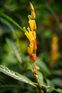 罕见的热带橙花生长在温室里。有异国植物的植物园