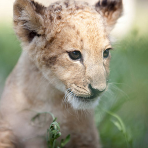 两个月大的雄性狮子幼崽的照片收藏。 非常可爱的小生物。