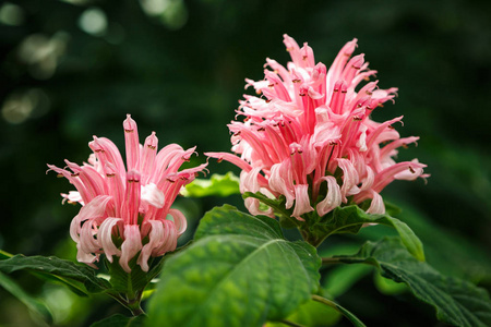 在植物园栽培的美丽的棘科花。在温室里生长的异国植物。在植物温室的阳光下生长的一朵粉红色的花。