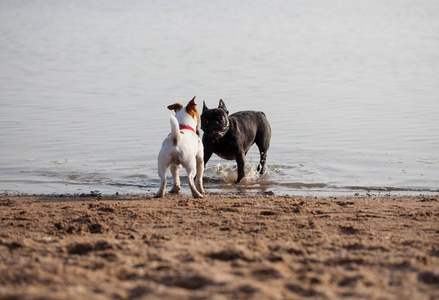 两只小狗在海滩上玩耍。 小杰克罗素猎犬和黑色法国牛头犬。 可爱又好玩的家畜。