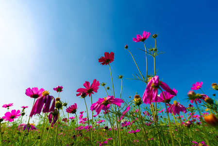 粉红色和红色的宇宙花在花园里，有云的天空背景