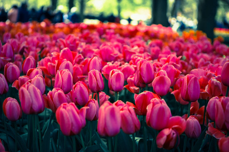 充满活力的春天图片