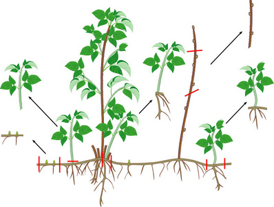 覆盆子营养繁殖方案。 有根系的覆盆子灌木和白色背景的绿叶