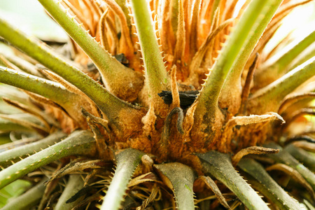 热带植物生长在阳光充足的温室里。大型植物园植物