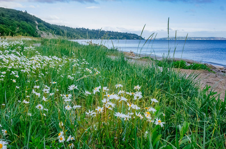 美国西雅图发现公园海边观赏白花
