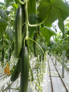 黄瓜农场温室。温室黄瓜的生长和开花。种植有机食品。黄瓜收获。现代温室内的黄瓜养殖场