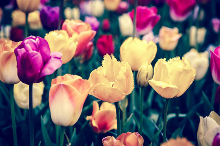 美丽多彩不同的郁金香花开在春天的花园里..春天在草地上装饰墙纸，上面有奇异的郁金香花。大自然的美丽海报。充满活力的自然色彩