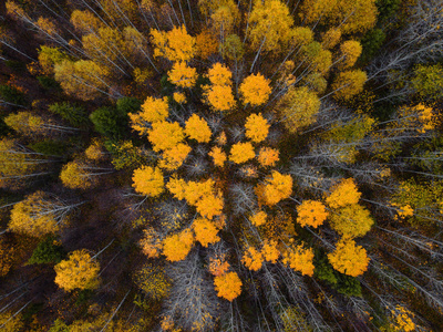 秋季森林空中无人机鸟瞰图