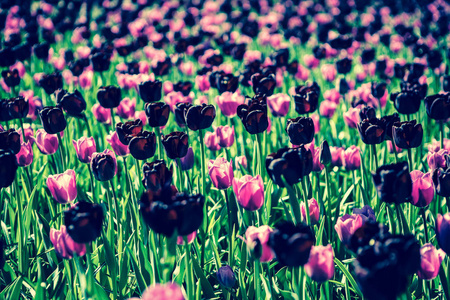 美丽的郁金香花开在春天的花园里。春天用郁金香装饰墙纸。大自然的美丽海报。充满活力的自然色彩