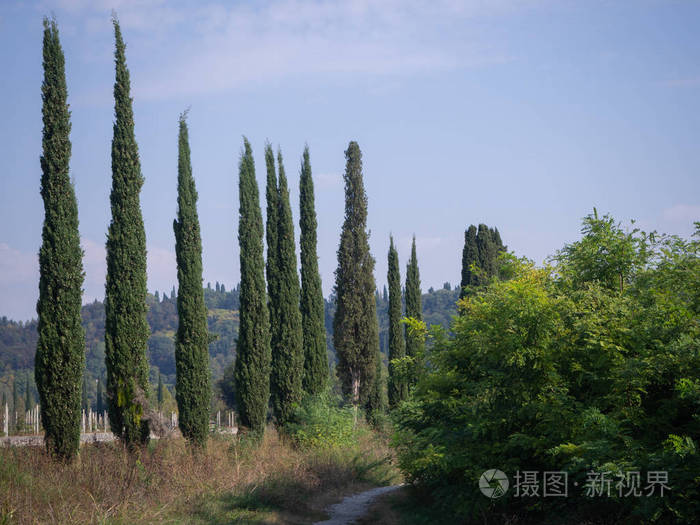 公园里的一排松树