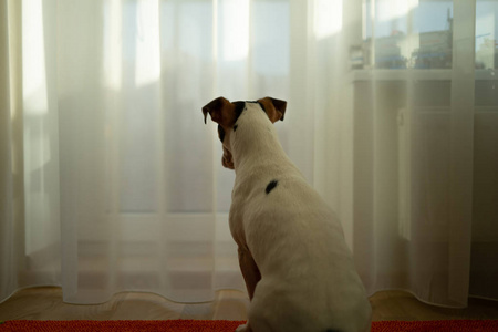漂亮的狗盯着窗户