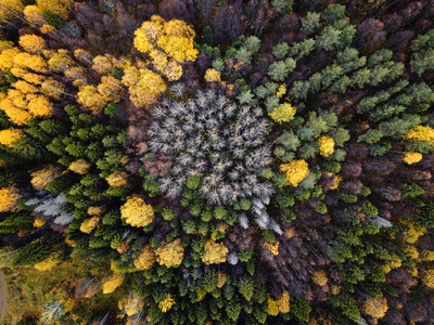 秋季森林空中无人机鸟瞰图